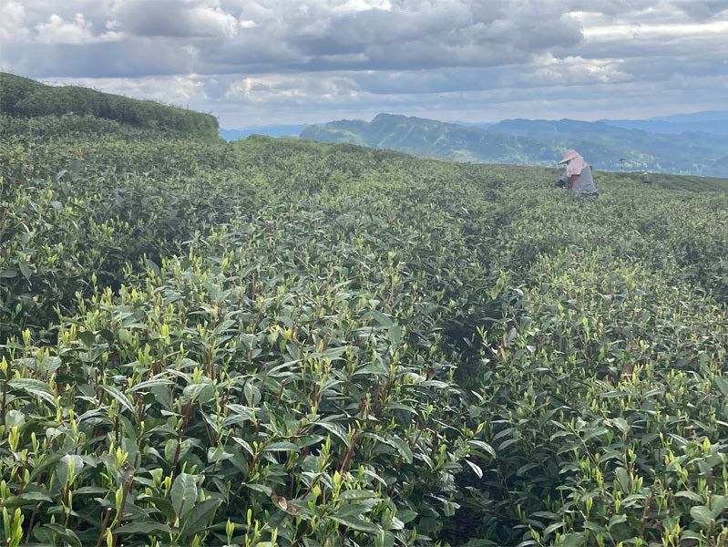 Bi Luo Chun Green Tea Garden