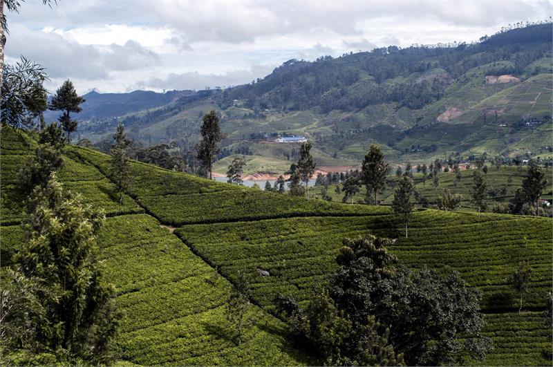 Online Tea Course: 5 Great Teas of Sri Lanka Video