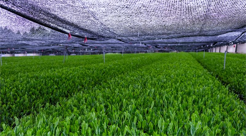 Sakamoto Tea Garden Kagoshima Japan