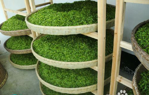 Yellow Tea Production China