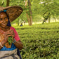 Assam Tea Garden Photo by Bruce Richardson