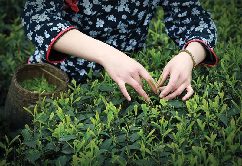 Online Tea Course: 5 Great Teas of China - Video