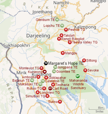 Tea Gardens of Darjeeling