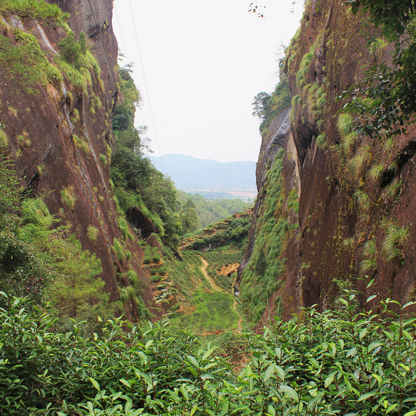 Wuyi Oolong - China