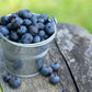 Blueberry Caffeine - free Fruit Infusion - Regular