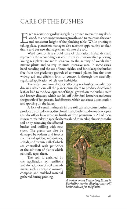 The New Tea Companion