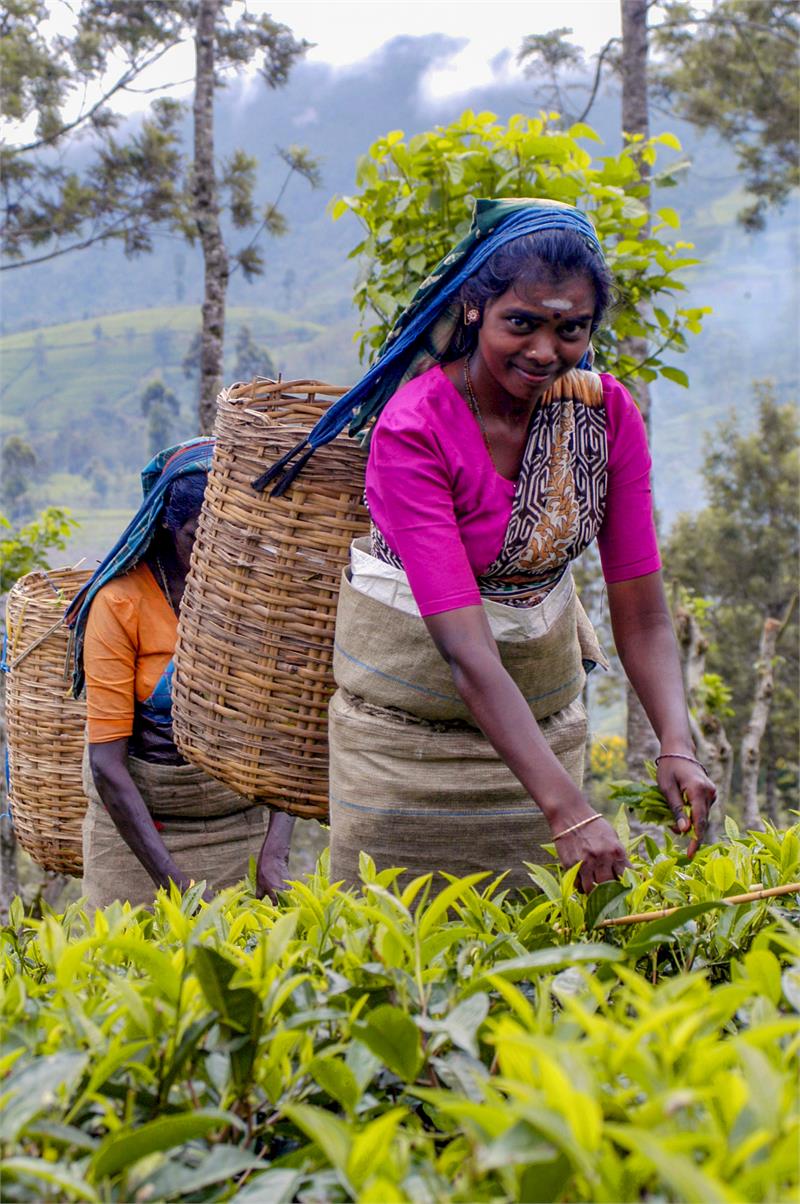 Online Tea Course: 5 Great Teas of Sri Lanka Video
