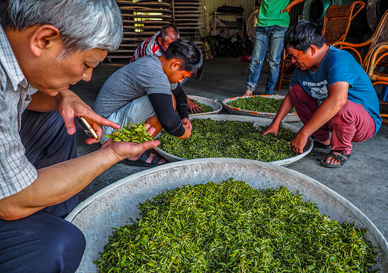 Online Tea Course | 5 Great Teas of Taiwan – Elmwood Inn Fine Teas