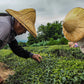 Online Tea Course: 5 Great Teas of Taiwan Video