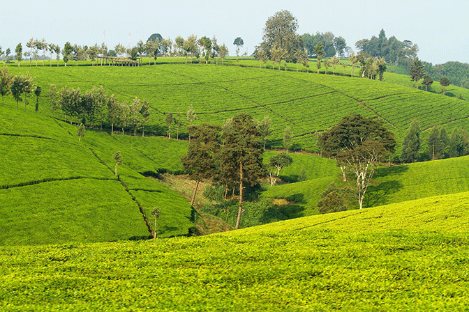 Kenya Tea Garden