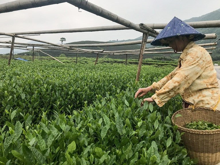 Longjing Tea Garden Harvest