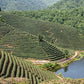 Tea Garden Longjing near Hangzhou China