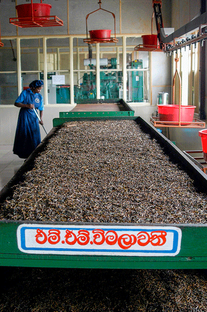 Lumbini Tea Garden Oxidizing Table