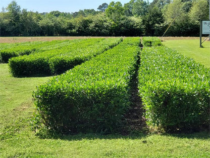 Great Mississippi Black Tea