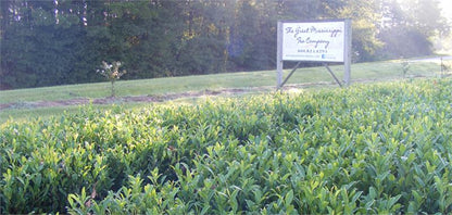 Great Mississippi Black Tea - Limited Supply