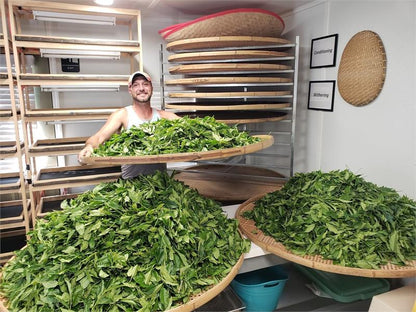 Great Mississippi Black Tea