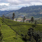 Sri Lanka Tea Garden