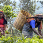 Sri Lanka Tea Garden Photo by Bruce Richardson