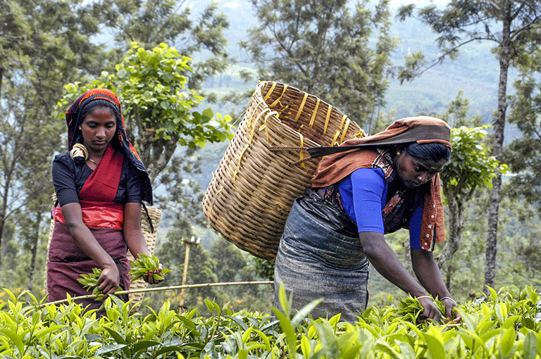 Sri Lanka Tea Garden Photo by Bruce Richardson