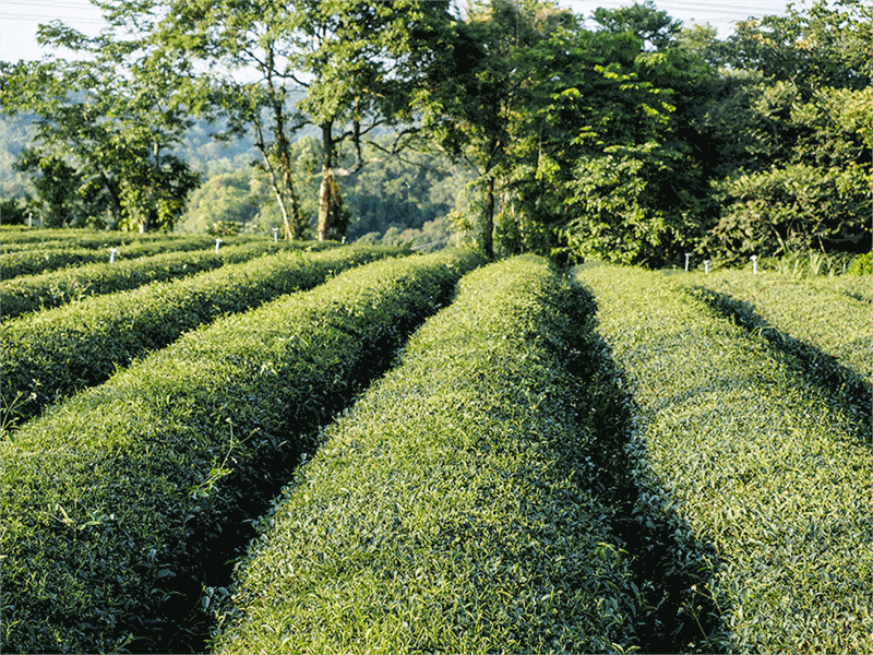 Taiwan tea garden