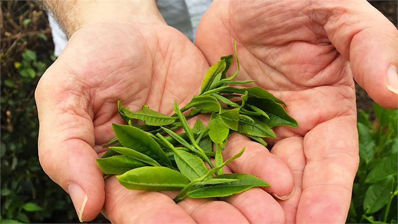 Bruce Richardson holds fresh picked tea leaves